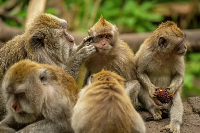 Framed Print : Long tailed Macaque monkeys on roadside, Kabupaten Buleleng, Gobleg, Bali, Indonesia, South East Asia, Asia Framed Print : Long tailed Macaque monkeys on roadside, Kabupaten Buleleng, Gobleg, Bali, Indonesia, South East Asia, Asia