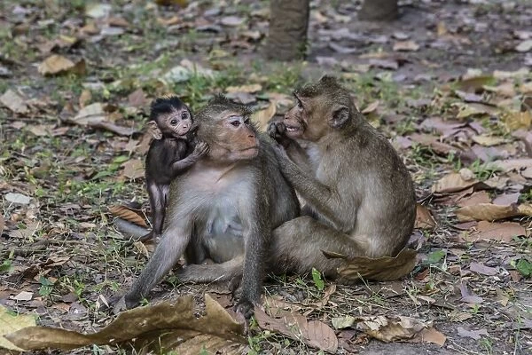 Long-tailed macaques (Macaca fascicularis) grooming near Angkor Thom, Siem Reap, Cambodia, Indochina, Southeast Asia, Asia