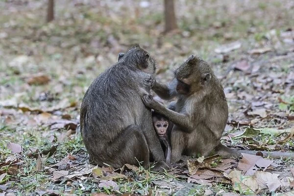 Long-tailed macaques (Macaca fascicularis)grooming near Angkor Thom, Siem Reap, Cambodia, Indochina, Southeast Asia, Asia