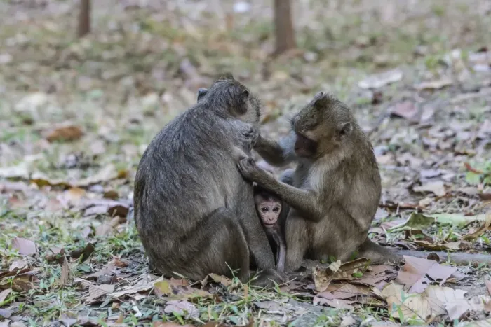 Framed Print : Long-tailed macaques (Macaca fascicularis)grooming near Angkor Thom, Siem Reap, Cambodia, Indochina, Southeast Asia, Asia Framed Print : Long-tailed macaques (Macaca fascicularis)grooming near Angkor Thom, Siem Reap, Cambodia, Indochina, Southeast Asia, Asia