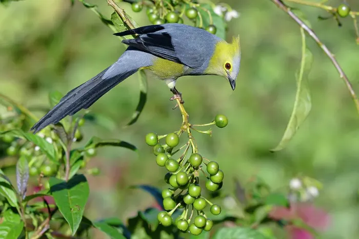 Framed Print : Long-tailed Silky-flycatcher (Ptiliogonys caudatus) feeding on Twoleaf nightshade berries, Costa Rica Framed Print : Long-tailed Silky-flycatcher (Ptiliogonys caudatus) feeding on Twoleaf nightshade berries, Costa Rica