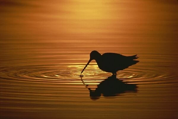 Longed-billed dowitcher, Salton Sea, California, United States of America, North America
