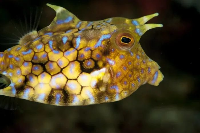 Framed Print : Longhorn cowfish (Lactoria conuta), Sulawesi, Indonesia, Southeast Asia, Asia Framed Print : Longhorn cowfish (Lactoria conuta), Sulawesi, Indonesia, Southeast Asia, Asia