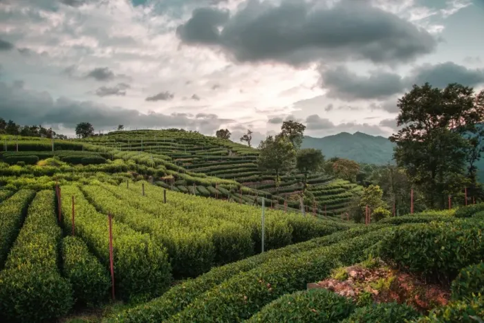 Framed Print : Longjing Tea fields in the hills near West Lake, Hangzhou, Zhejiang, China, Asia Framed Print : Longjing Tea fields in the hills near West Lake, Hangzhou, Zhejiang, China, Asia