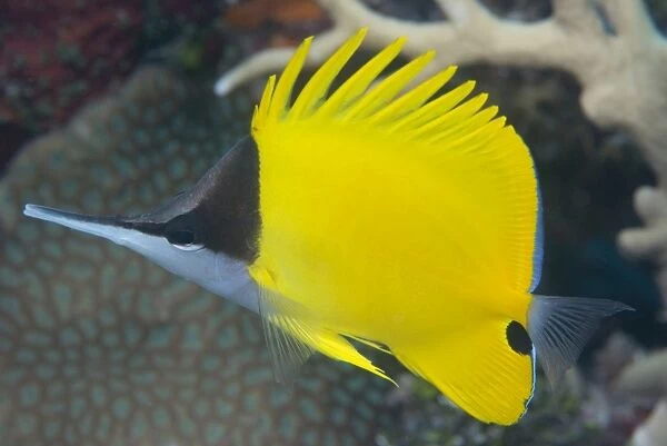 Longnose butterflyfish (Forcipiger flavissimus), adapted to feed in crevices in the reef