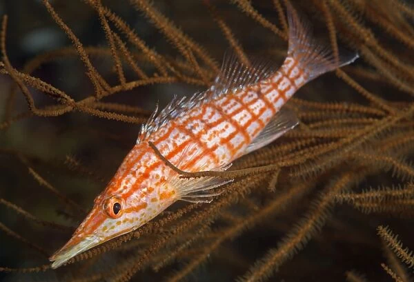 Longnose hawkfish (Oxycirrhites typus), usually found in the branches of gorgonian sea fans