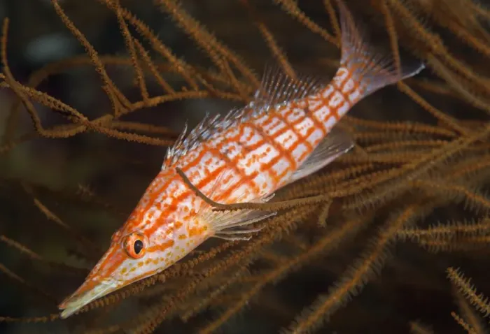 Framed Print : Longnose hawkfish (Oxycirrhites typus), usually found in the branches of gorgonian sea fans Framed Print : Longnose hawkfish (Oxycirrhites typus), usually found in the branches of gorgonian sea fans