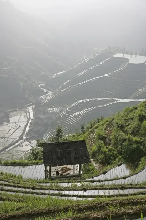 Framed Print : Longsheng terraced ricefields, Guangxi Province, China, Asia Framed Print : Longsheng terraced ricefields, Guangxi Province, China, Asia