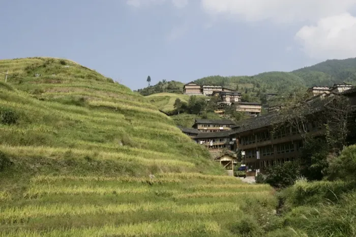 Framed Print : Longsheng terraced ricefields, Guilin, Guangxi Province, China, Asia Framed Print : Longsheng terraced ricefields, Guilin, Guangxi Province, China, Asia