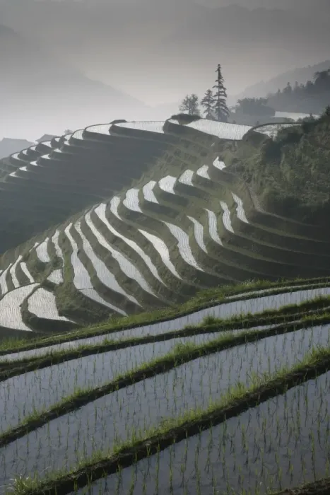 Framed Print : Longsheng terraced ricefields in June, Guangxi Province, China, Asia Framed Print : Longsheng terraced ricefields in June, Guangxi Province, China, Asia