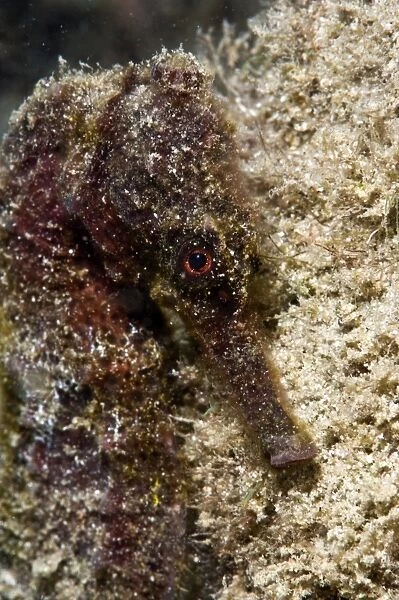 Longsnout seahorse (Hippocampus reidi), uncommon to Caribbean, grows to 2. 5 to 4 inches, St. Lucia, West Indies, Caribbean, Central America