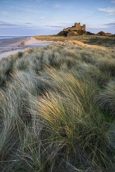 Looking towards Bamburgh Castle bathed in evening light from the dunes above Bamburgh Beach