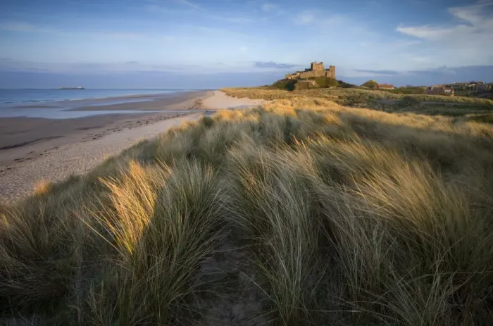 Framed Print : Looking towards Bamburgh Castle bathed in evening light from the dunes above Bamburgh Beach Framed Print : Looking towards Bamburgh Castle bathed in evening light from the dunes above Bamburgh Beach