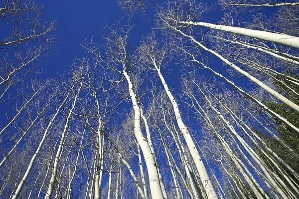 Looking up at bare aspen trunks