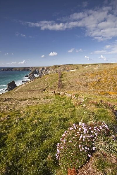 Looking down to the Bedruthan Steps on the north Cornwall coastline, Cornwall, England, United Kingdom, Europe