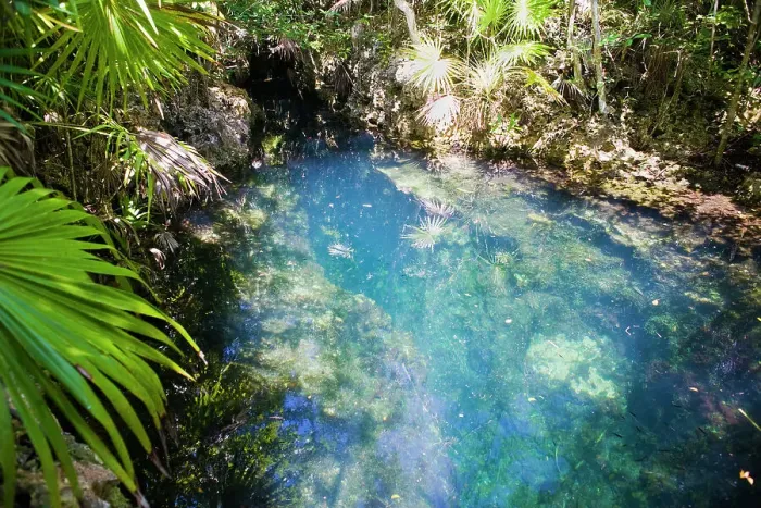 Framed Print : Looking down into the Los Peces fresh water cave near Playa Giron, Matanzas Province, Cuba, West Indies, Caribbean, Central America Framed Print : Looking down into the Los Peces fresh water cave near Playa Giron, Matanzas Province, Cuba, West Indies, Caribbean, Central America