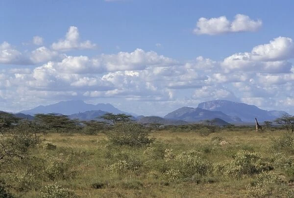 Looking north in Samburu bush country
