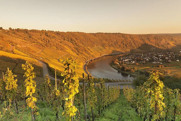 Loop of Moselle River at sunset near the town of Kroev, Rhineland-Palatinate, Germany