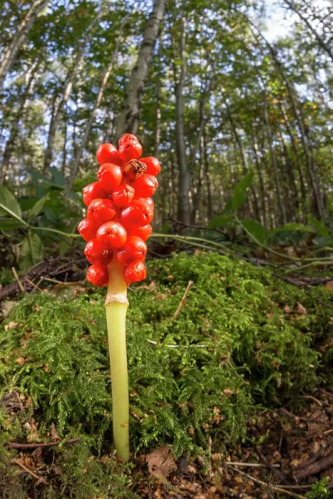 Framed Print : Lords-and-ladies (Cuckoo pint) (Arum maculatum) clusters of orange berries, United Kingdom, Europe Framed Print : Lords-and-ladies (Cuckoo pint) (Arum maculatum) clusters of orange berries, United Kingdom, Europe