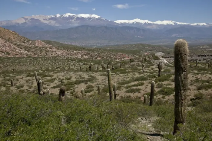 Framed Print : Los Cardones National Park (Valley of Cactus National Park), with Nevado Cachi snowcapped Framed Print : Los Cardones National Park (Valley of Cactus National Park), with Nevado Cachi snowcapped