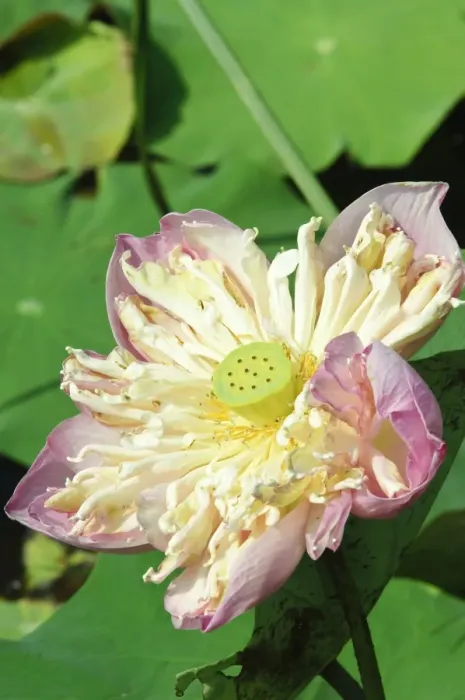 Framed Print : Lotus flower, Bangkok, Thailand, Southeast Asia, Asia Framed Print : Lotus flower, Bangkok, Thailand, Southeast Asia, Asia