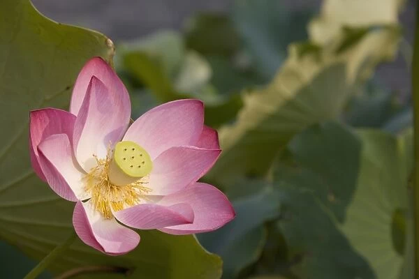 Lotus flower, Beijing, China, Asia