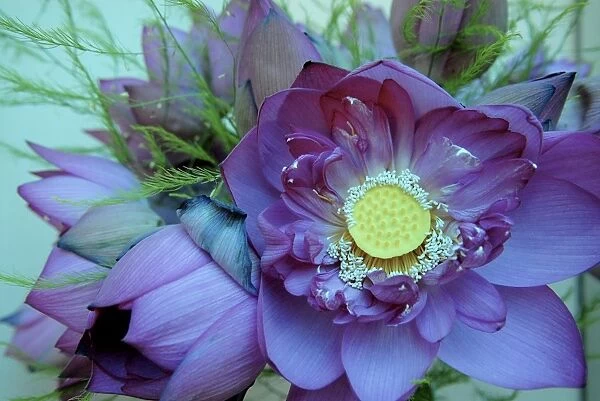 Lotus flower, Hanoi, Vietnam, Indochina, Southeast Asia, Asia