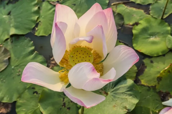 Framed Print : Lotus flower (Nelumbo nucifera), near the village of Kampong Tralach, Cambodia, Indochina, Southeast Asia, Asia Framed Print : Lotus flower (Nelumbo nucifera), near the village of Kampong Tralach, Cambodia, Indochina, Southeast Asia, Asia