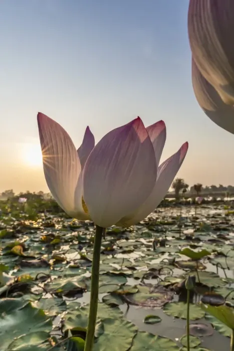 Framed Print : Lotus flower (Nelumbo nucifera), near the village of Kampong Tralach, Cambodia, Indochina, Southeast Asia, Asia Framed Print : Lotus flower (Nelumbo nucifera), near the village of Kampong Tralach, Cambodia, Indochina, Southeast Asia, Asia