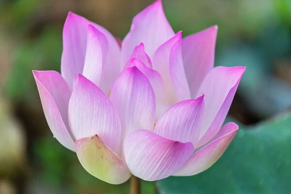 Lotus flower (Nelumbo nucifera) along the Tonle Sap River, Cambodia, Indochina, Southeast Asia, Asia