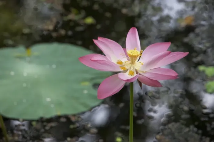Framed Print : Lotus flower (water lily), Kerala, India, Asia Framed Print : Lotus flower (water lily), Kerala, India, Asia