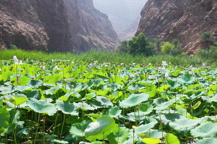 Framed Print : Lotus (Nelumbo nucifera) at the mouth of the Wadi Shab, canyon near Tiwi, Sultanate of Oman, Arabian Peninsula Framed Print : Lotus (Nelumbo nucifera) at the mouth of the Wadi Shab, canyon near Tiwi, Sultanate of Oman, Arabian Peninsula