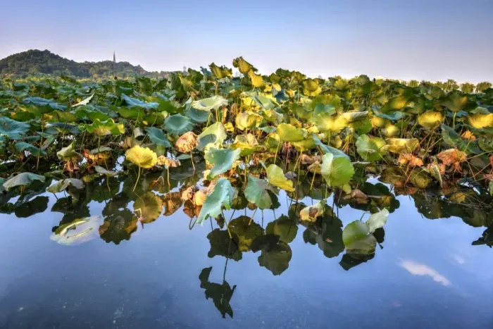 Framed Print : Lotus plants at BaiDi Causeway with reflections and Baochu Tower in the background, Hangzhou, Zhejiang, China, Asia Framed Print : Lotus plants at BaiDi Causeway with reflections and Baochu Tower in the background, Hangzhou, Zhejiang, China, Asia