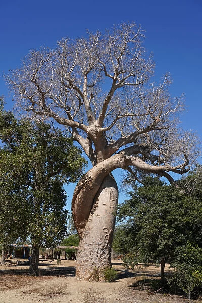 Lovers Baobab (Baobab Amoureux), Adansonia za tree near Kirindy Forest, Morondava