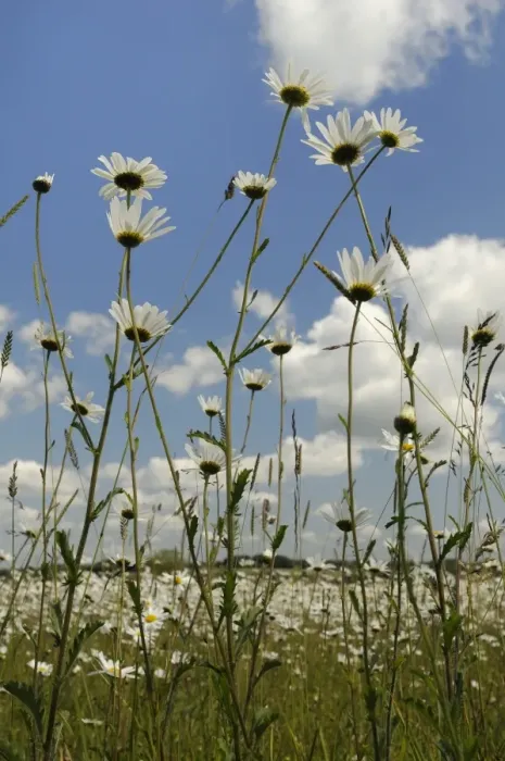 Framed Print : Low angle view of ox-eye daisies (marguerites) (Leucanthemum vulgare), carpeting hay meadow, Wiltshire, England, United Kingdom, Europe Framed Print : Low angle view of ox-eye daisies (marguerites) (Leucanthemum vulgare), carpeting hay meadow, Wiltshire, England, United Kingdom, Europe