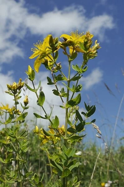 Low angle view of Perforate (Common) St. Johns wort (Hypericum perforatum), chalk grassland meadow, Wiltshire, England, United Kingdom, Europe