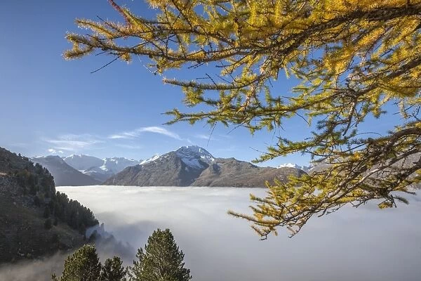 Low clouds and yellow larches frame Languard Valley, Engadine, Canton of Grisons (Graubunden)