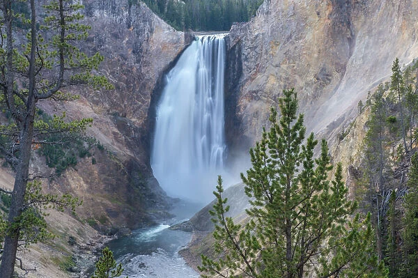 Lower Falls of the Grand Canyon framed in trees, Yellowstone National Park