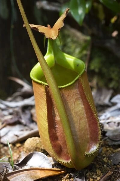 Lower pitcher of the carnivorous pitcher plant (Nepenthes bicalcarata) endemic to Borneo, Sarawak, Borneo, Malaysia, Southeast Asia, Asia
