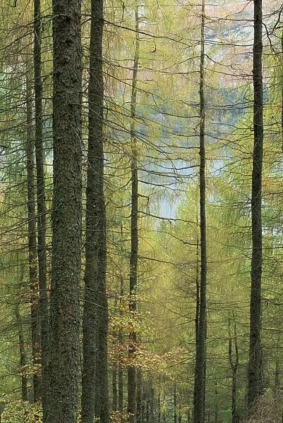 Lowes Water through trees, Holme Wood, Lake District, Cumbria, England