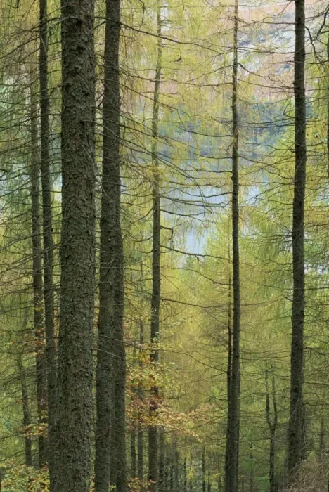 Framed Print : Lowes Water through trees, Holme Wood, Lake District, Cumbria, England Framed Print : Lowes Water through trees, Holme Wood, Lake District, Cumbria, England