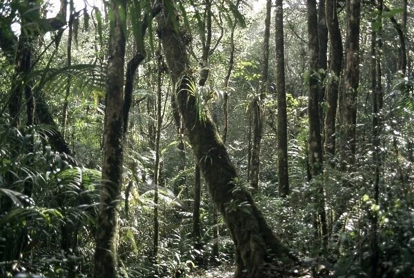 Lowland dipterocarp forest