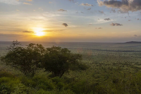 Lualenyi, Tsavo Conservation Area, Kenya, East Africa, Africa