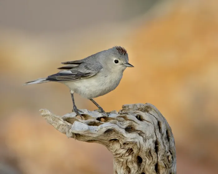 Framed Print : Lucys warbler (Vermivora luciae), The Pond, Amado, Arizona, United States of America Framed Print : Lucys warbler (Vermivora luciae), The Pond, Amado, Arizona, United States of America