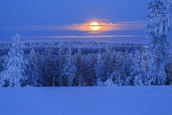 Lunar sunrise over the woods of Lapland, Hukanmaa  /  Kitkiojoki, Norbottens Ian, Lapland