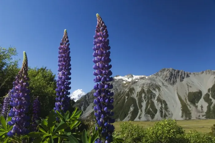 Framed Print : Lupins in flower below Aoraki (Mount Cook) Framed Print : Lupins in flower below Aoraki (Mount Cook)