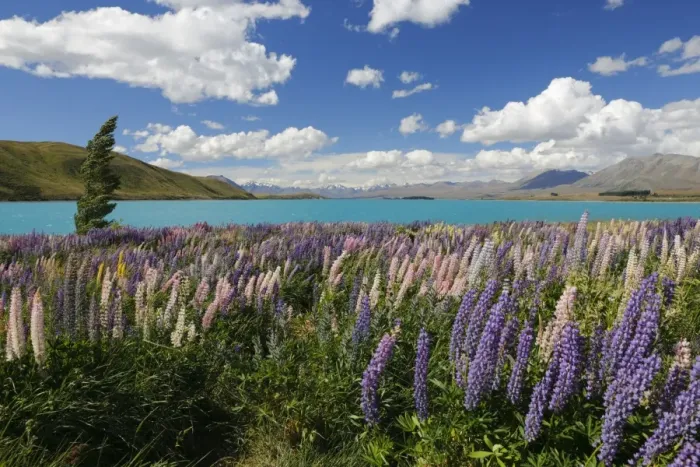 Framed Print : Lupins beside lake, Lake Tekapo, Canterbury region, South Island, New Zealand, Pacific Framed Print : Lupins beside lake, Lake Tekapo, Canterbury region, South Island, New Zealand, Pacific