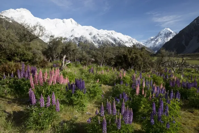 Framed Print : Lupins and Mount Cook, Mount Cook Village, Mount Cook National Park, UNESCO World Heritage Site, Canterbury region, South Island, New Zealand, Pacific Framed Print : Lupins and Mount Cook, Mount Cook Village, Mount Cook National Park, UNESCO World Heritage Site, Canterbury region, South Island, New Zealand, Pacific