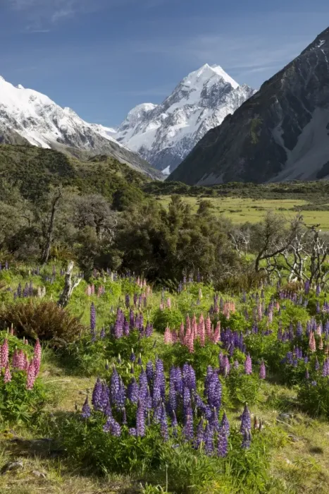 Framed Print : Lupins and Mount Cook, Mount Cook Village, Mount Cook National Park, UNESCO World Heritage Site, Canterbury region, South Island, New Zealand, Pacific Framed Print : Lupins and Mount Cook, Mount Cook Village, Mount Cook National Park, UNESCO World Heritage Site, Canterbury region, South Island, New Zealand, Pacific