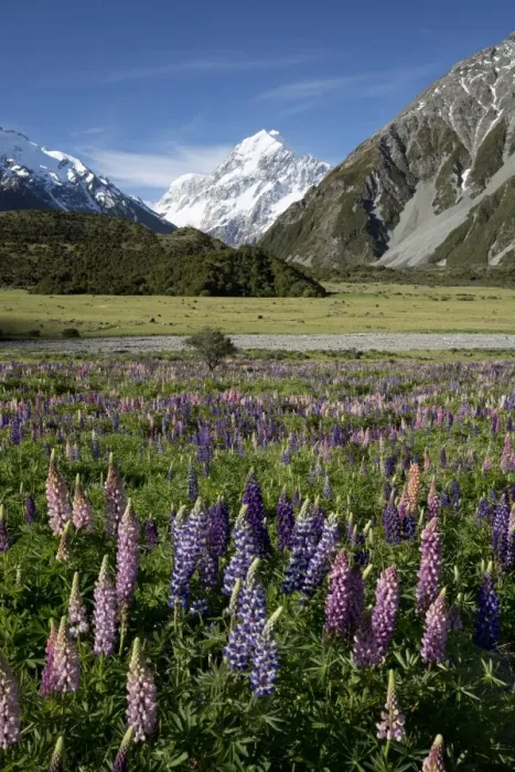 Framed Print : Lupins and Mount Cook, Mount Cook Village, Mount Cook National Park, UNESCO World Heritage Site, Canterbury region, South Island, New Zealand, Pacific Framed Print : Lupins and Mount Cook, Mount Cook Village, Mount Cook National Park, UNESCO World Heritage Site, Canterbury region, South Island, New Zealand, Pacific